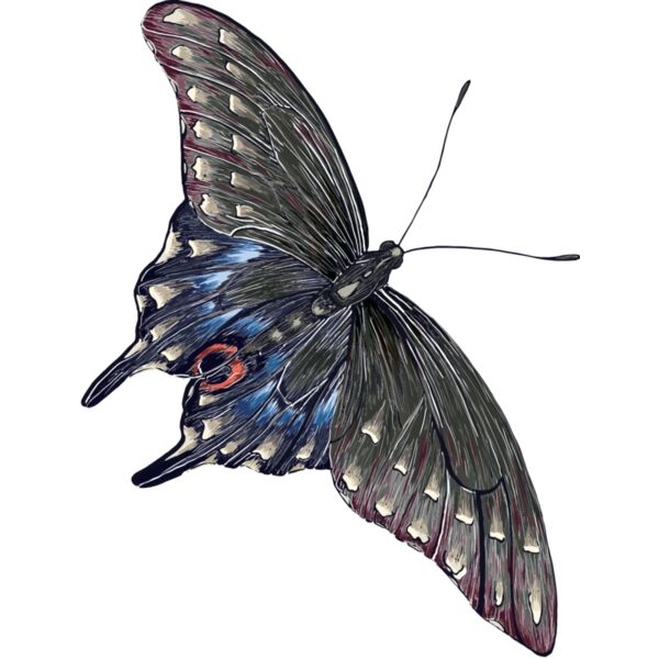 butterfly 12 Thumbnail