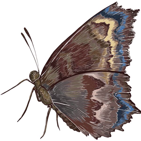 butterfly 8 Thumbnail