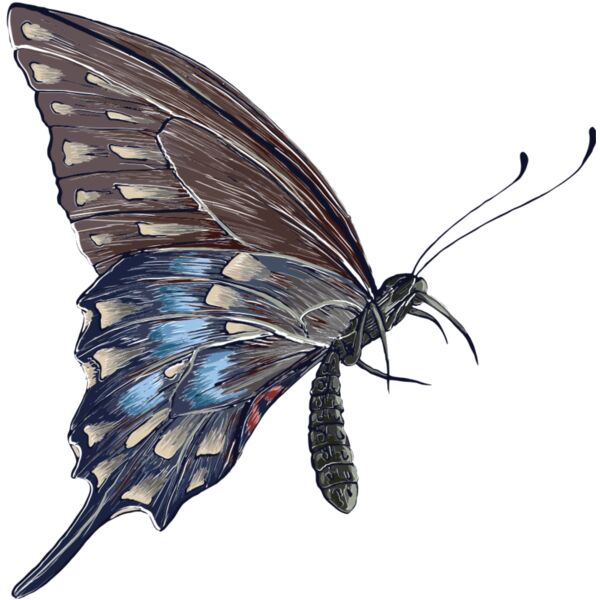 butterfly 10 Thumbnail