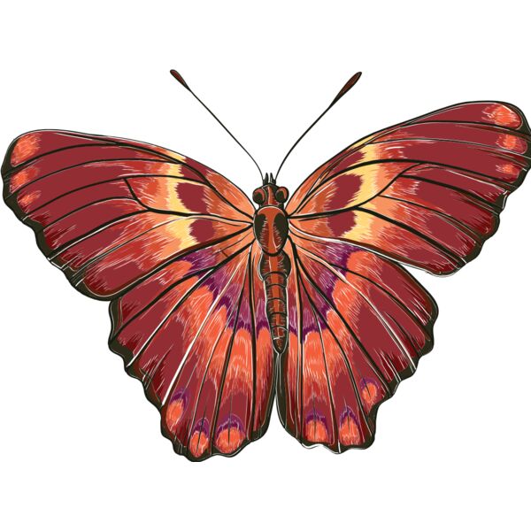 butterfly 5 Thumbnail